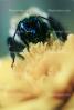 Bumblebee, OEBV01P01_19C