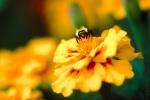 Bumblebee, OEBV01P02_01.0889