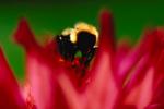 Bumblebee, OEBV01P02_02.0889