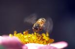 Honey Bee, OEBV01P02_15