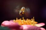 Honey Bee in flight, OEBV01P02_16