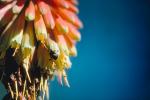 Honey Bee, Flower, succulent