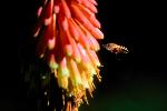 Honey Bee, flying, flight, airborne, Flower, succulent