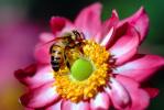 Honey Bee, Pink Anemone Flower, OEBV01P03_12