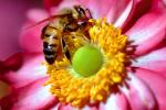 Honey Bee, Pink Anemone Flower, OEBV01P03_12B