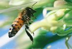 Honey Bee, OEBV01P03_17B