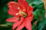 Honey Bee, OEBV01P03_18