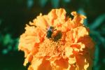 Honey Bee, Marigold, OEBV01P05_06