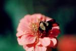 Bumblebee, OEBV01P05_08