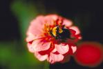 Bumblebee, OEBV01P05_09.3332