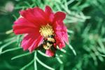 Bumblebee, OEBV01P05_10