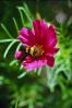 Bumblebee, OEBV01P05_11.3332