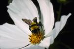 Bumblebee, OEBV01P05_15.3332