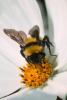 Bumblebee, OEBV01P05_15B.3332