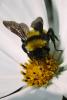 Bumblebee, OEBV01P05_15B