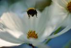 Bumblebee, Landing, OEBV01P06_05.3332