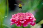 Bumblebee, Takes Flight