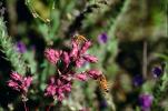 Honey Bee, OEBV01P06_18.3332