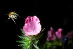 Honey Bee, OEBV01P07_14.3332