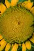 Sunflower, Round, Circular, Circle