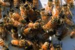 Bee Keeping, Honey Bee, Davis, California, OEBV01P09_06.3332