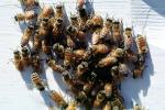 Bee Keeping, Honey Bee, Davis, California, OEBV01P09_07