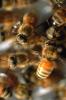Bee Keeping, Honey Bee, Davis, California, OEBV01P09_08.3332