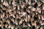 Bee Keeping, Honey Bee, Davis, California, OEBV01P09_12