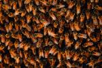 Bee Keeping, Honey Bee, Davis, California, OEBV01P09_13.1449