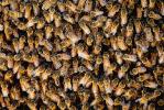 Bee Keeping, Honey Bee, Davis, California, OEBV01P09_13.3332