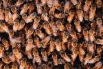 Bee Keeping, Honey Bee, Davis, California, OEBV01P09_14.0754