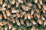 Bee Keeping, Honey Bee, Davis, California, OEBV01P09_15