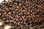 Bee Keeping, Honey Bee, Davis, California, OEBV01P09_18