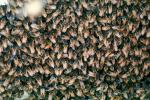 Bee Keeping, Honey Bee, Davis, California, OEBV01P10_01