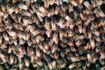 Bee Keeping, Honey Bee, Davis, California, OEBV01P10_02