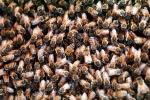 Bee Keeping, Honey Bee, Davis, California, OEBV01P10_03