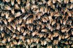 Bee Keeping, Honey Bee, Davis, California, OEBV01P10_04