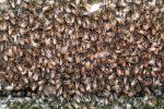 Bee Keeping, Honey Bee, Davis, California, OEBV01P10_06