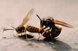 Mating bees in Budapest, Hungary, Hornets