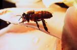 Honey Bee, OEBV01P12_14
