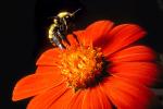 Bumblebee, OEBV01P12_17.3332