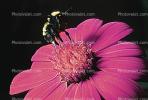 Bumblebee, OEBV01P12_17B
