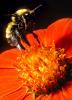 Bumblebee, OEBV01P12_17C