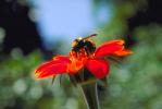 Bumblebee, OEBV01P12_18.3332