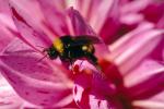 Occidental California, Bumblebee, OEBV01P13_12.3332