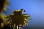 Bee on a Yellow Flower and a Blue Sky, Petals
