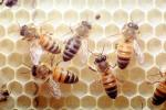 Bee Keeping, Honey Bees, OEBV02P01_04