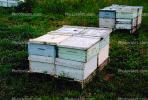 Bee Keeping, Honey Bees, OEBV02P01_06.0357