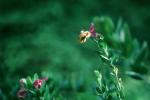 Honey Bee, OEBV02P01_18