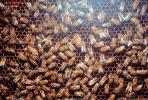 Honey Bee (Apis melifera)
